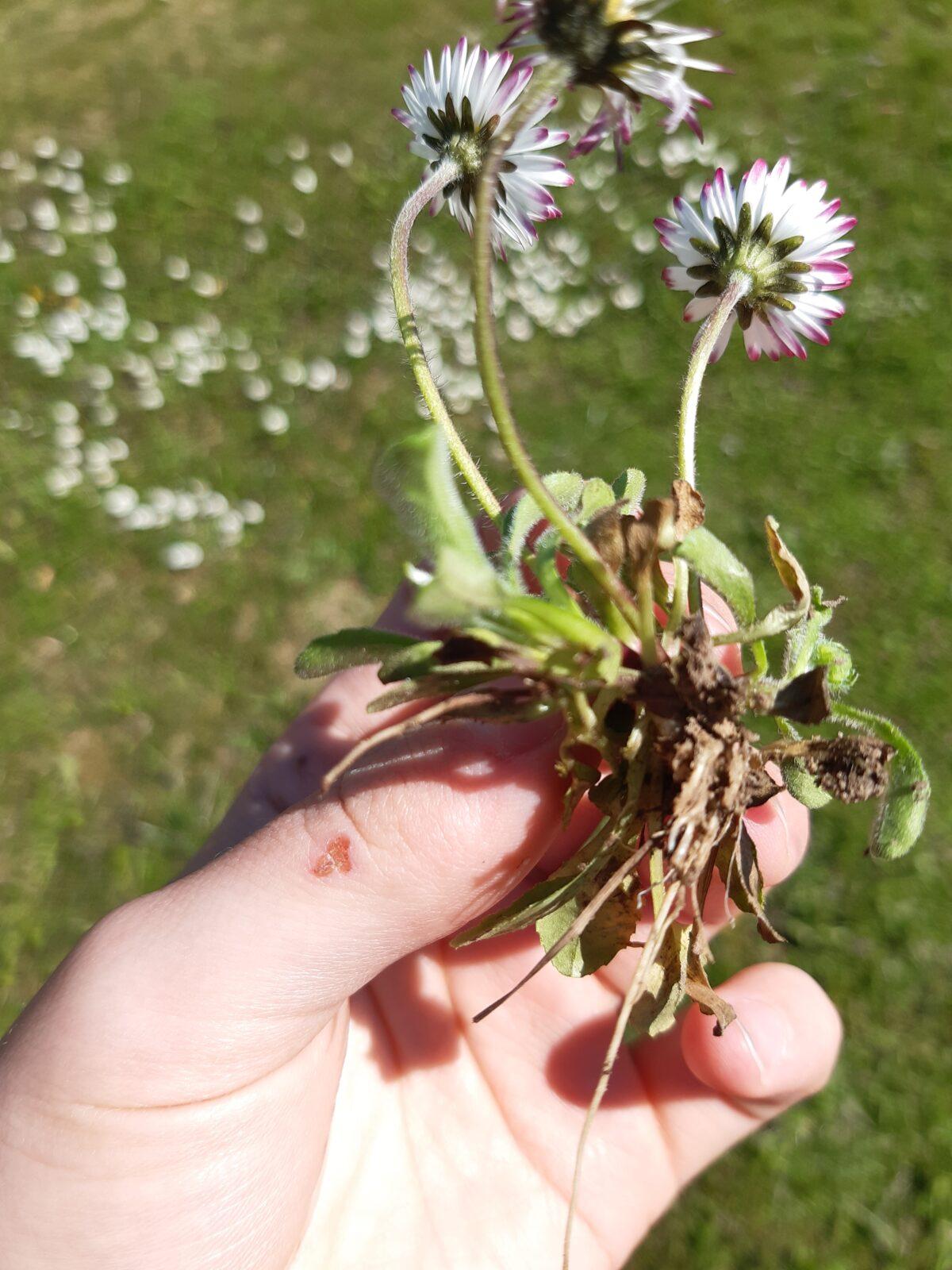 Botanika v 7. třídách - 4