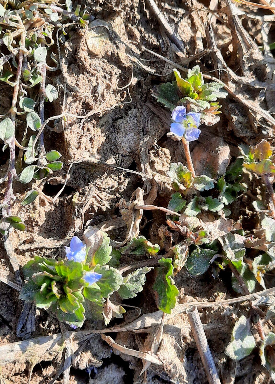 11. 3. Přírodovědná vycházka do lesa, 2. třída - 12