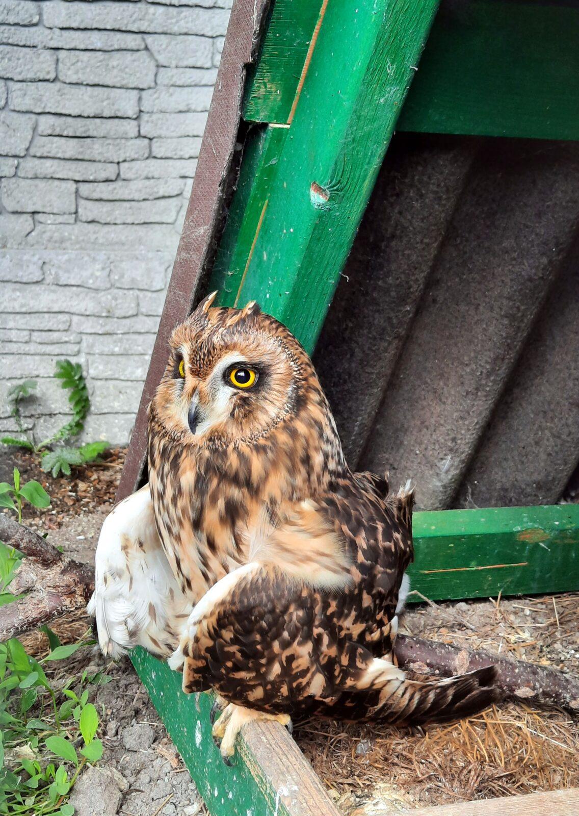 30. 5. Království sov a papoušků, 2. třída - 4