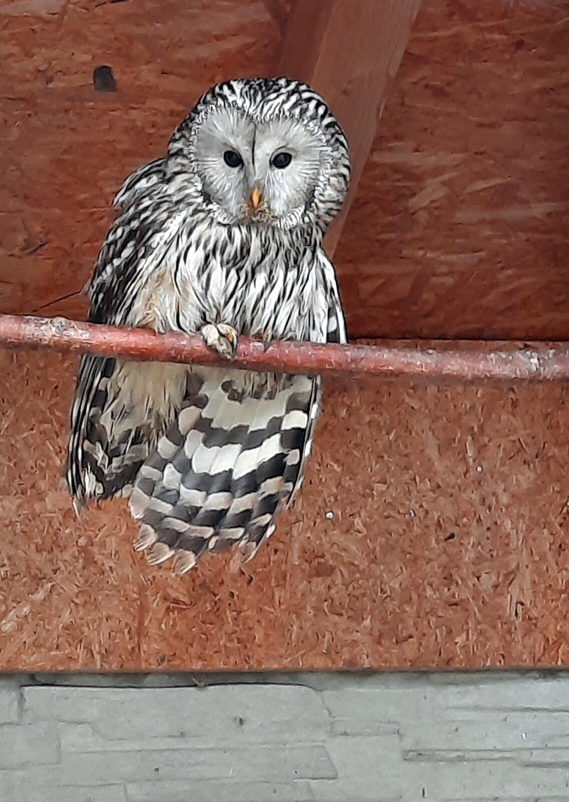 30. 5. Království sov a papoušků, 2. třída - 8