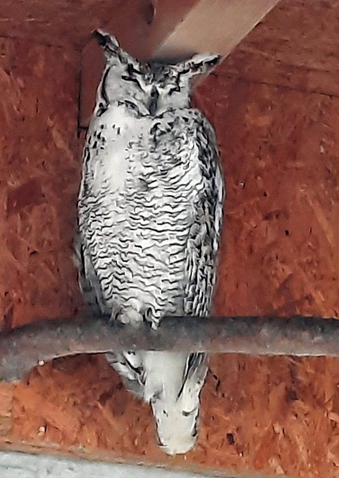 30. 5. Království sov a papoušků, 2. třída - 12