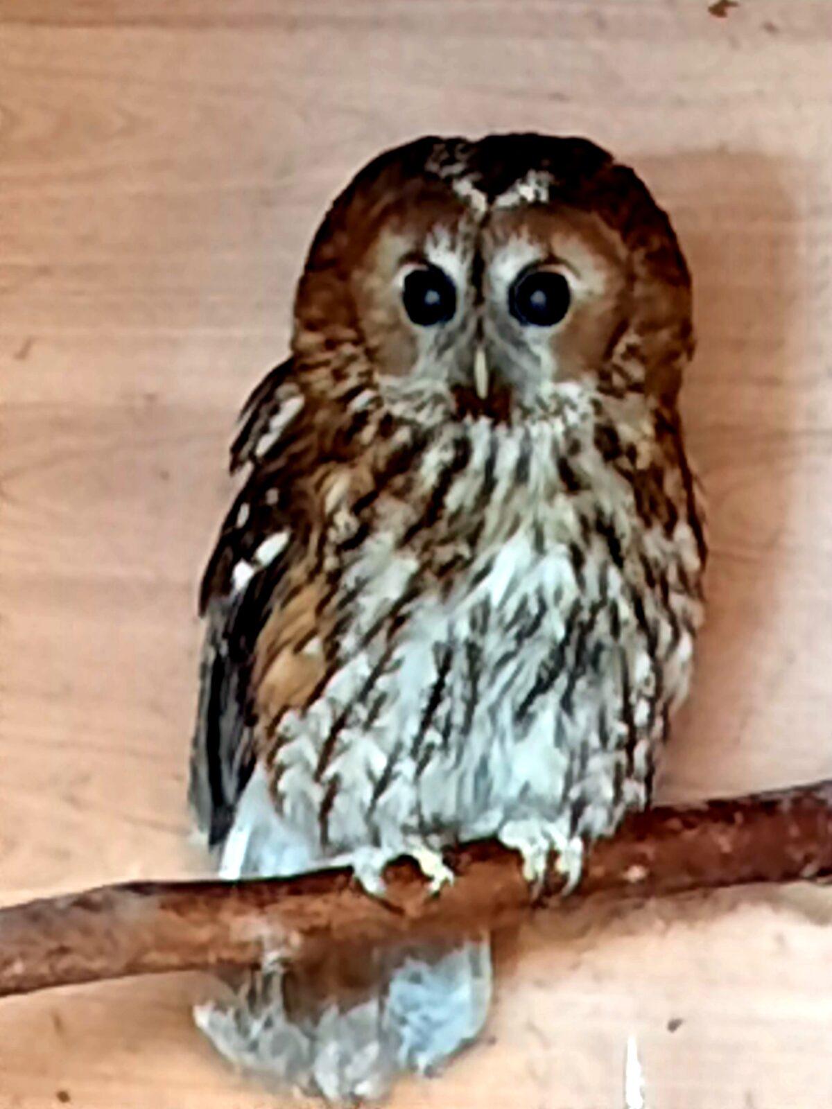 30. 5. Království sov a papoušků, 2. třída - 14