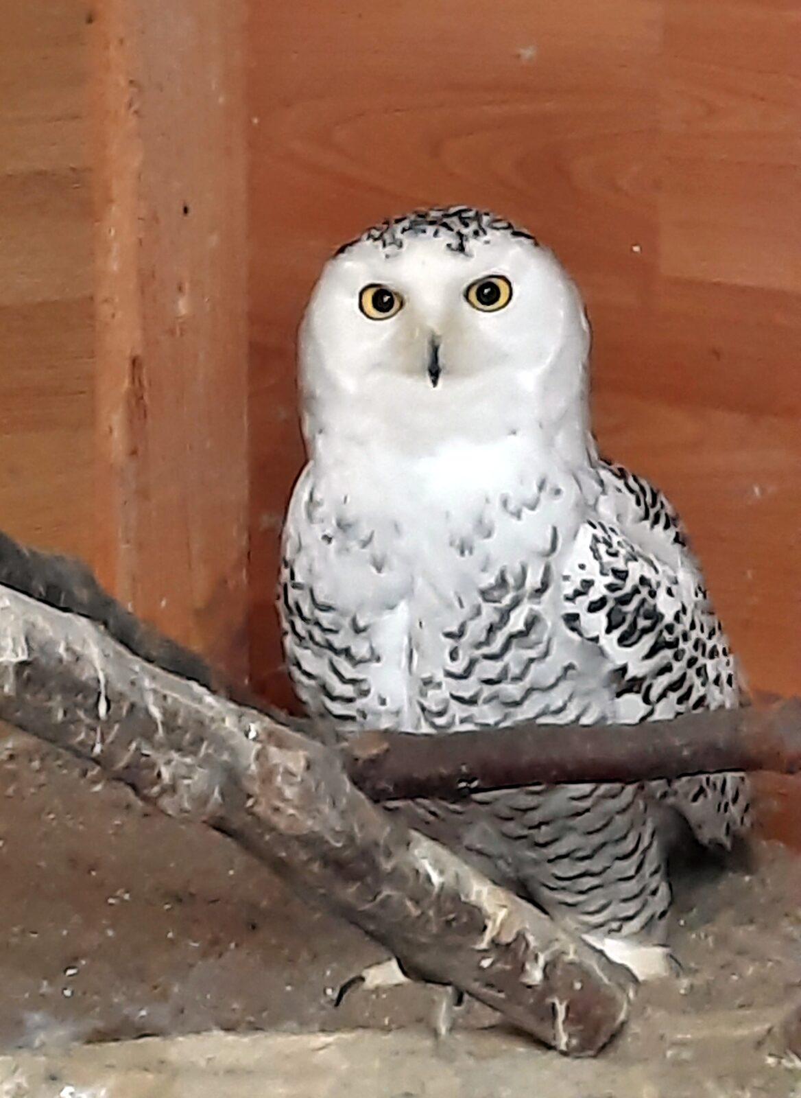 30. 5. Království sov a papoušků, 2. třída - 15