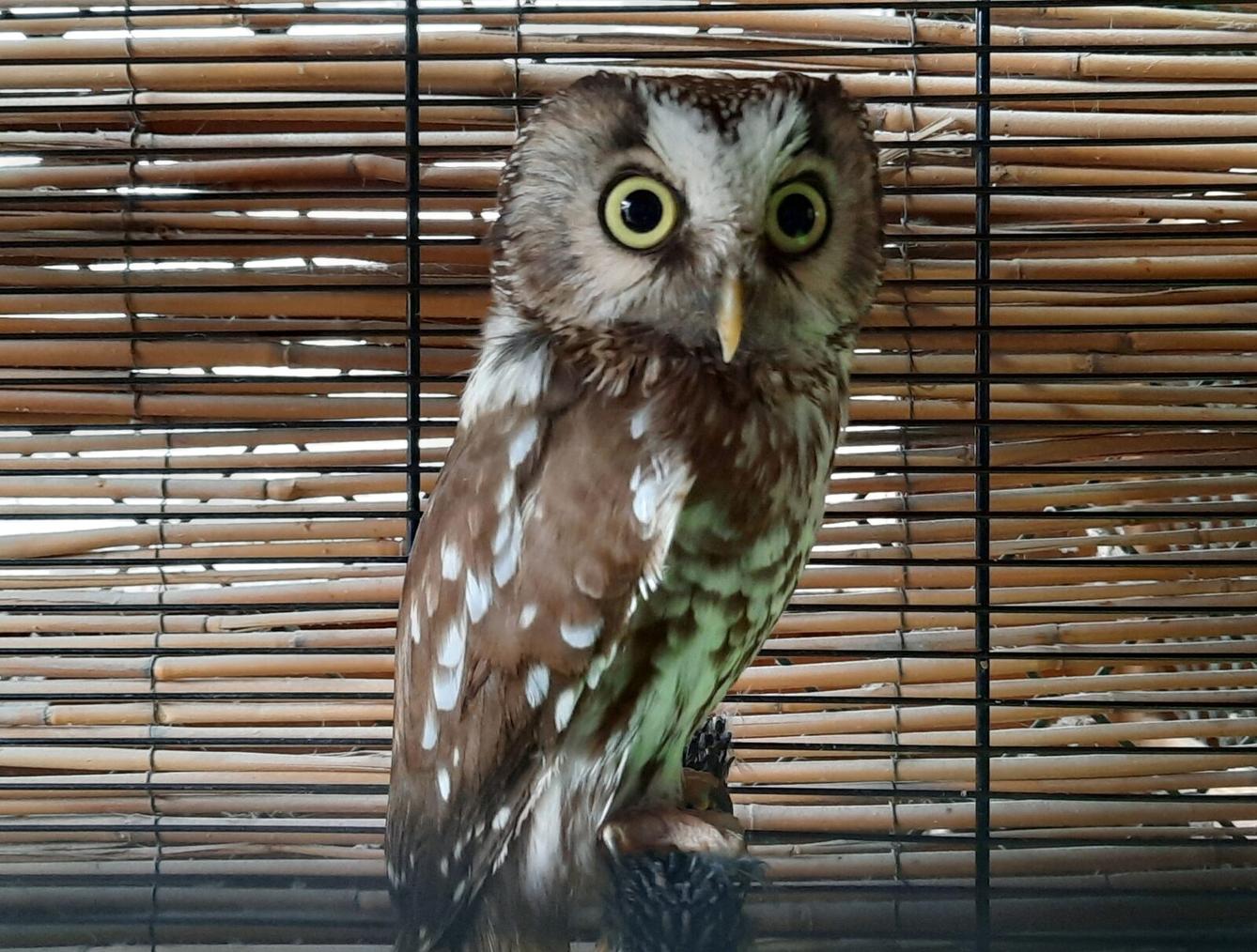 30. 5. Království sov a papoušků, 2. třída - 16