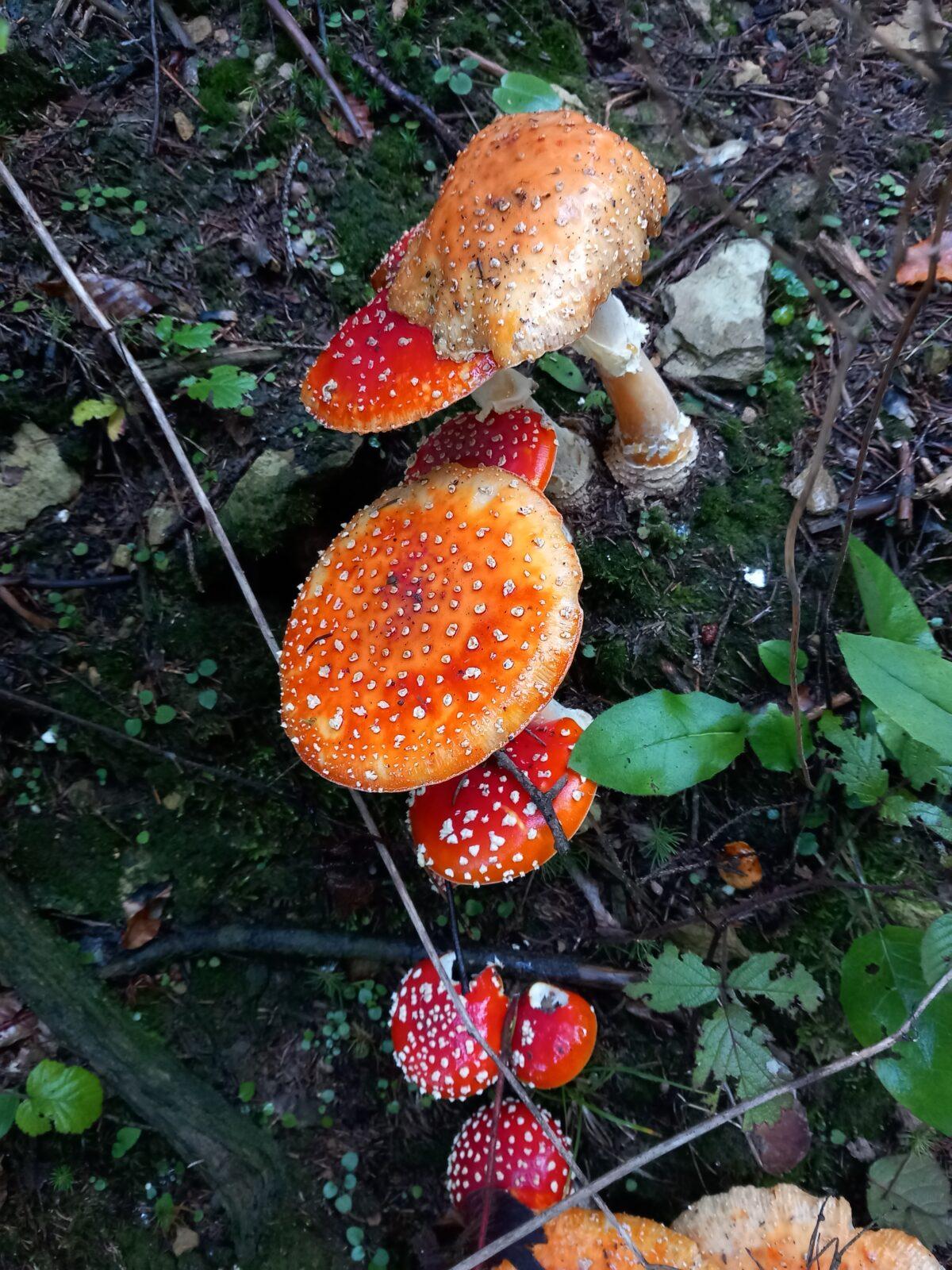 Podzim v naší školce - 11