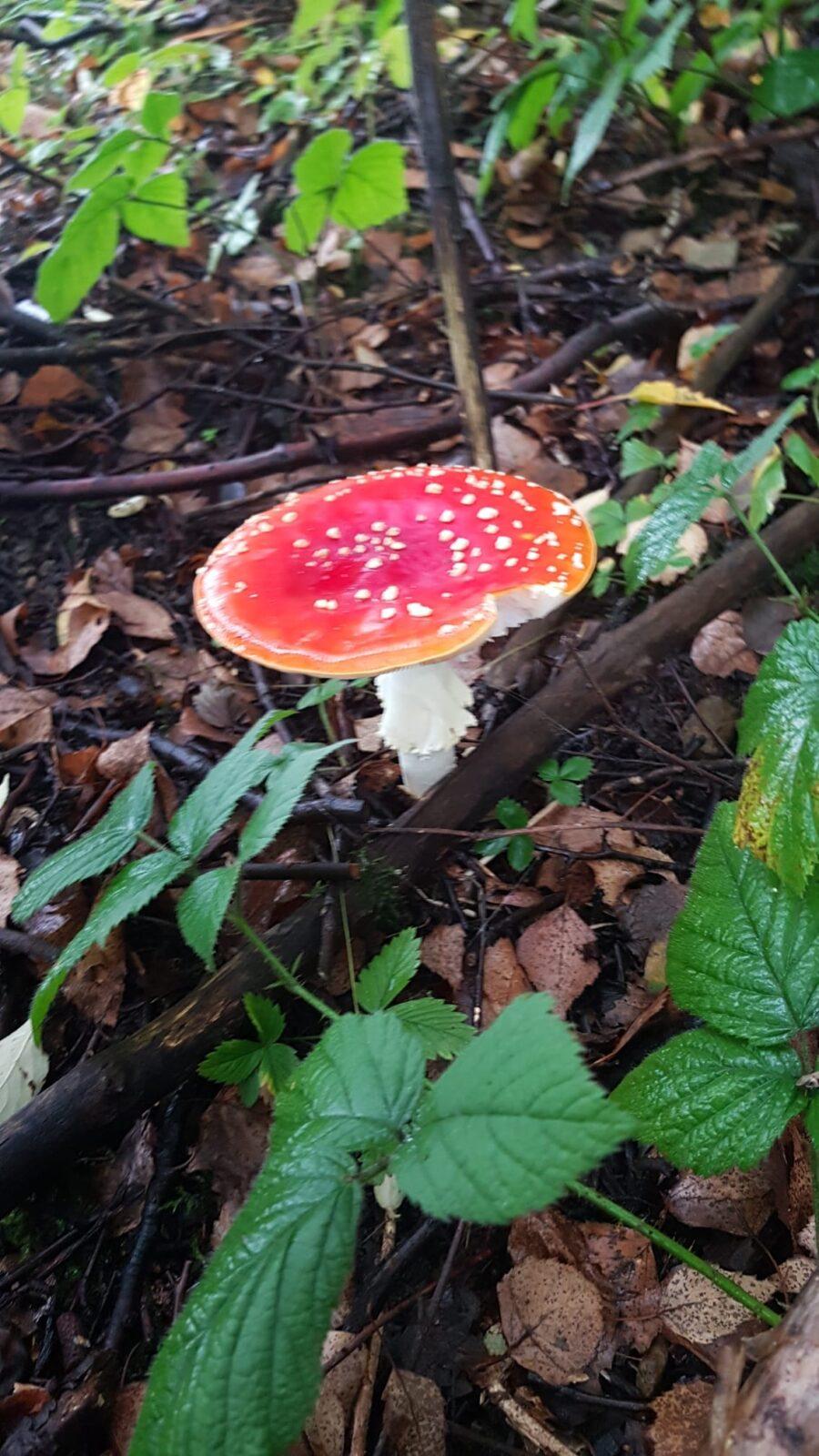 SOVIČKY: ,,VÝPRAVA DO LESA" - 15