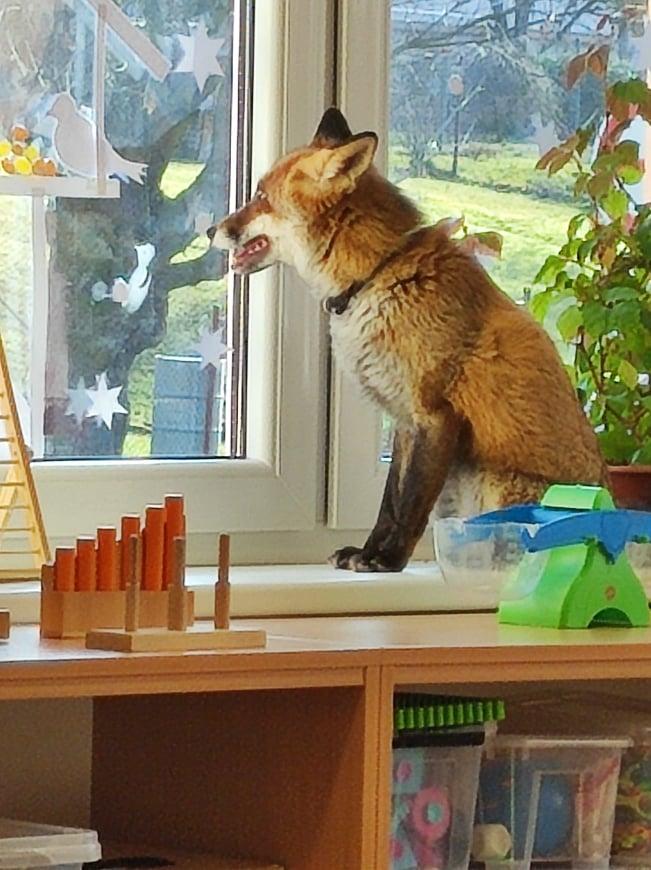 Tvoříme krmítka a LIŠKA - 2