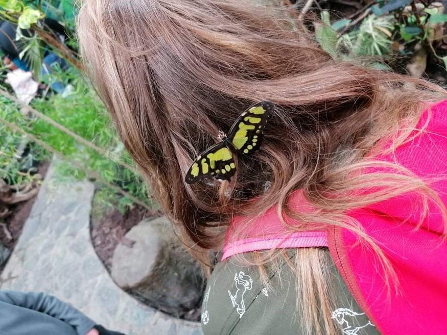 TLAPKY - 2 - motýlci a HAMELYS - 2