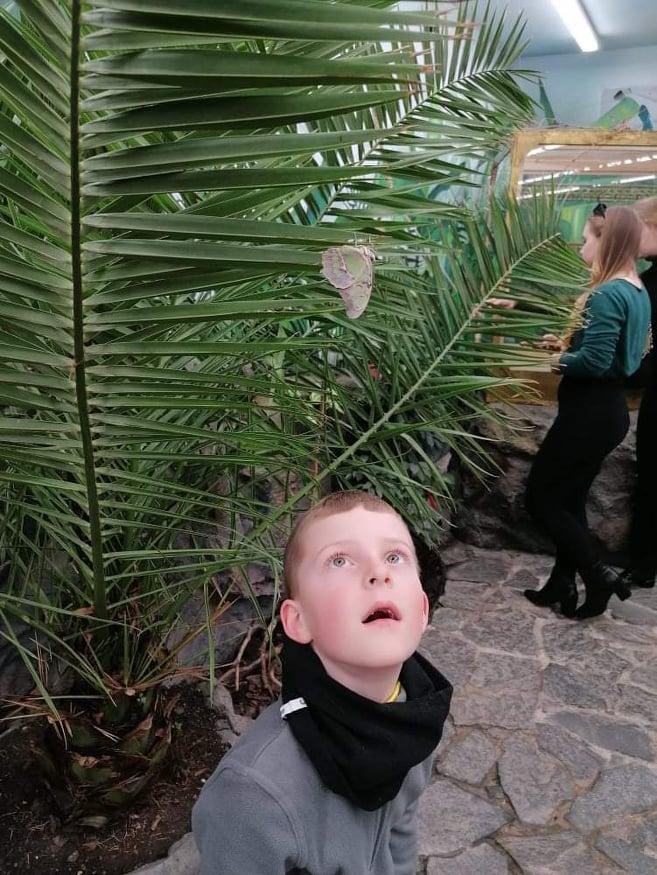 TLAPKY - 2 - motýlci a HAMELYS - 3