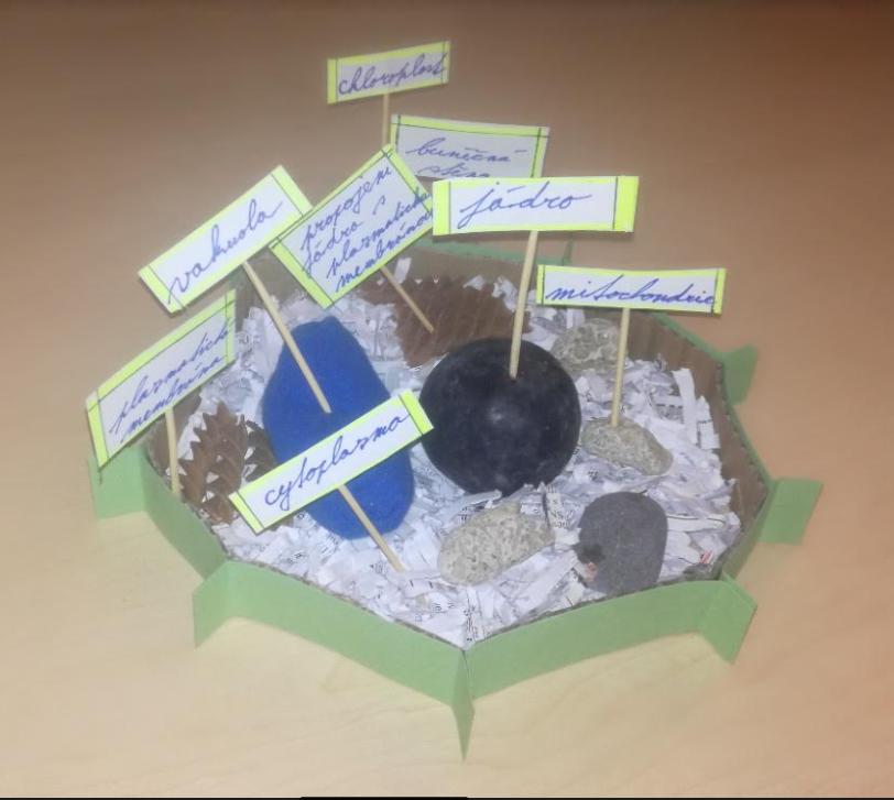 Ukázka buněk našich šesťáků - 1