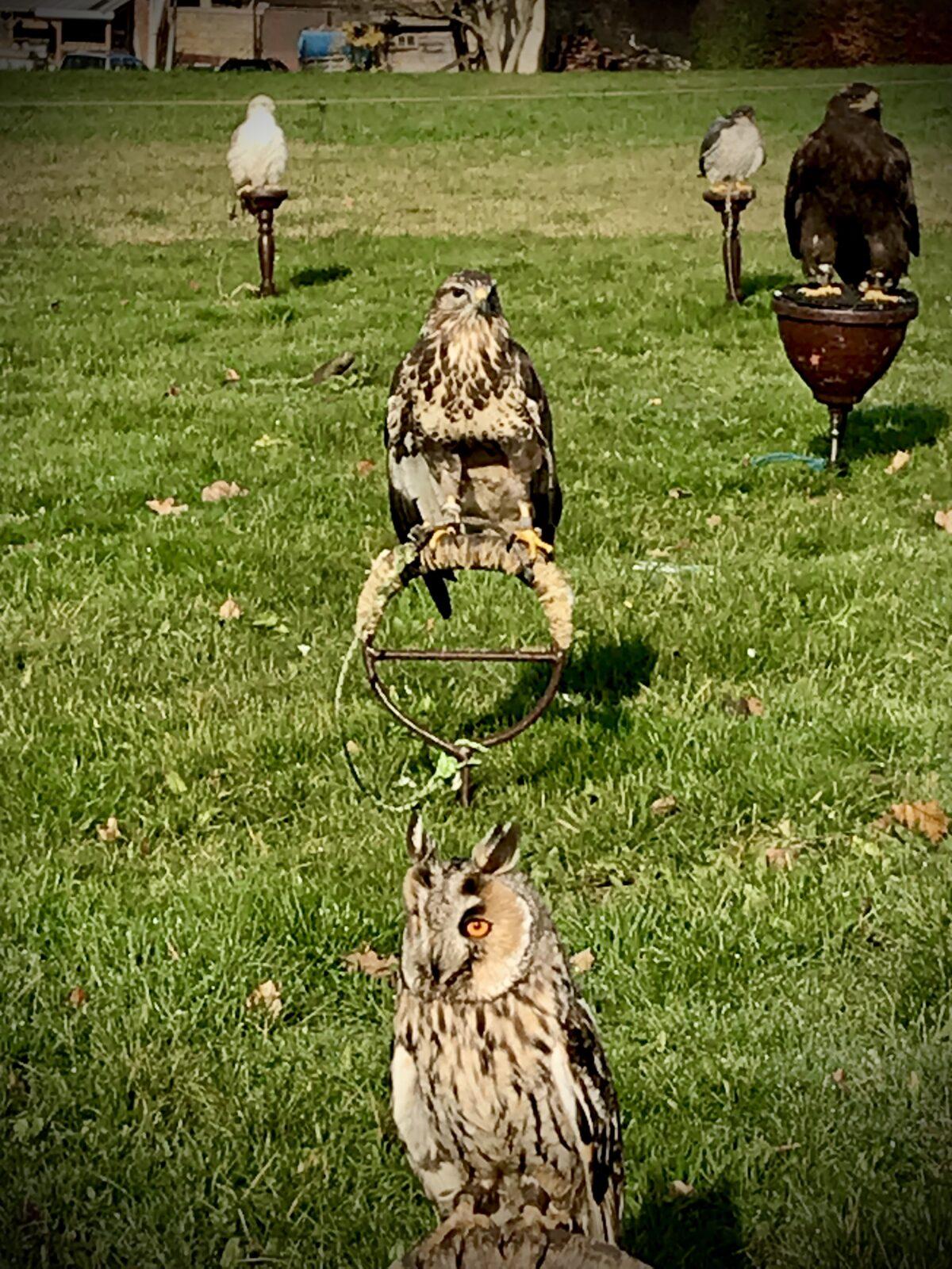 SOVIČKY: VÝUKOVÝ PROGRAM ,,DRAVCI" - 8