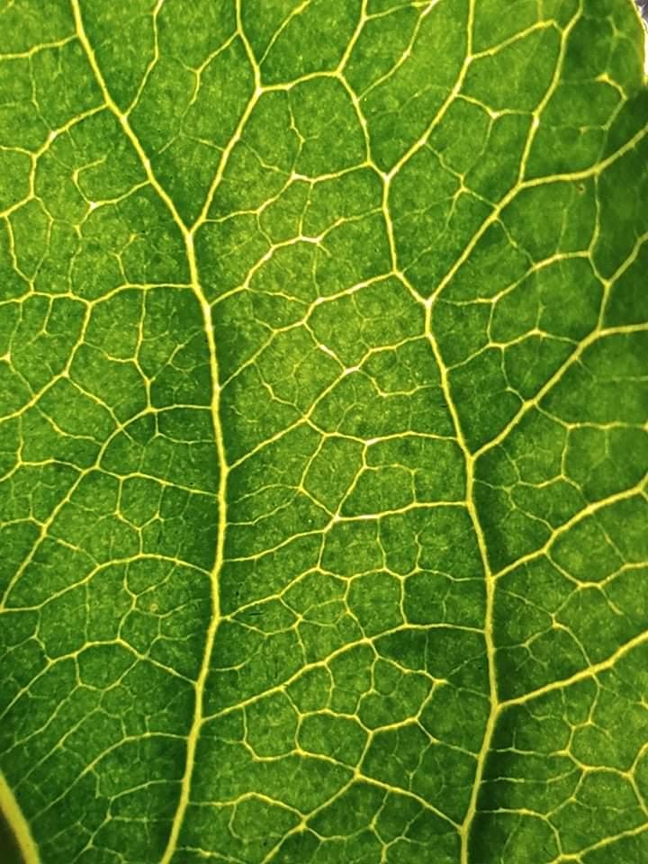 Domácí mikroskop - badatelský kroužek - 7