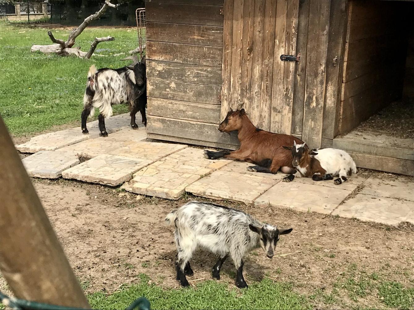 SOVIČKY: ,,MÁME RÁDI ZVÍŘATA" - 39