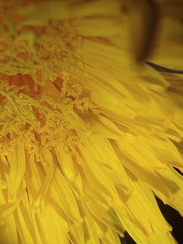 Domácí mikroskop - badatelský kroužek - 9