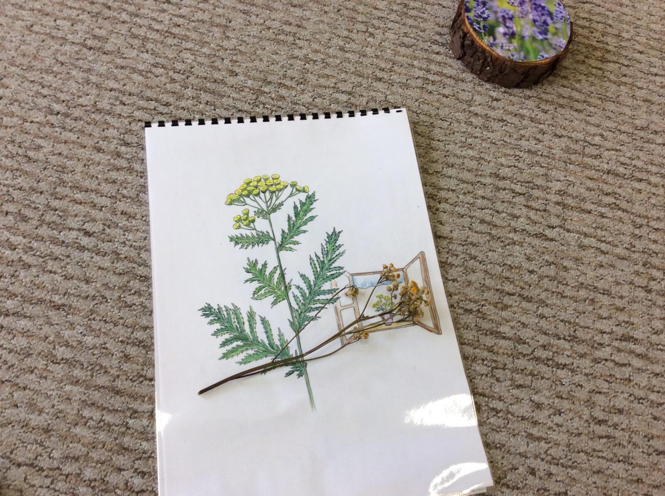 Čarovné bylinky ve družince - 8