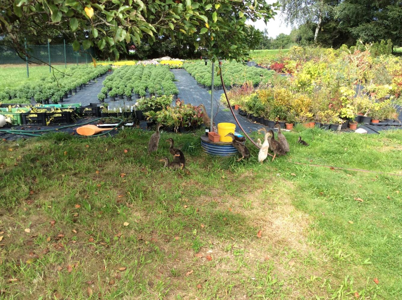 Družinka v zahradnictví - 7