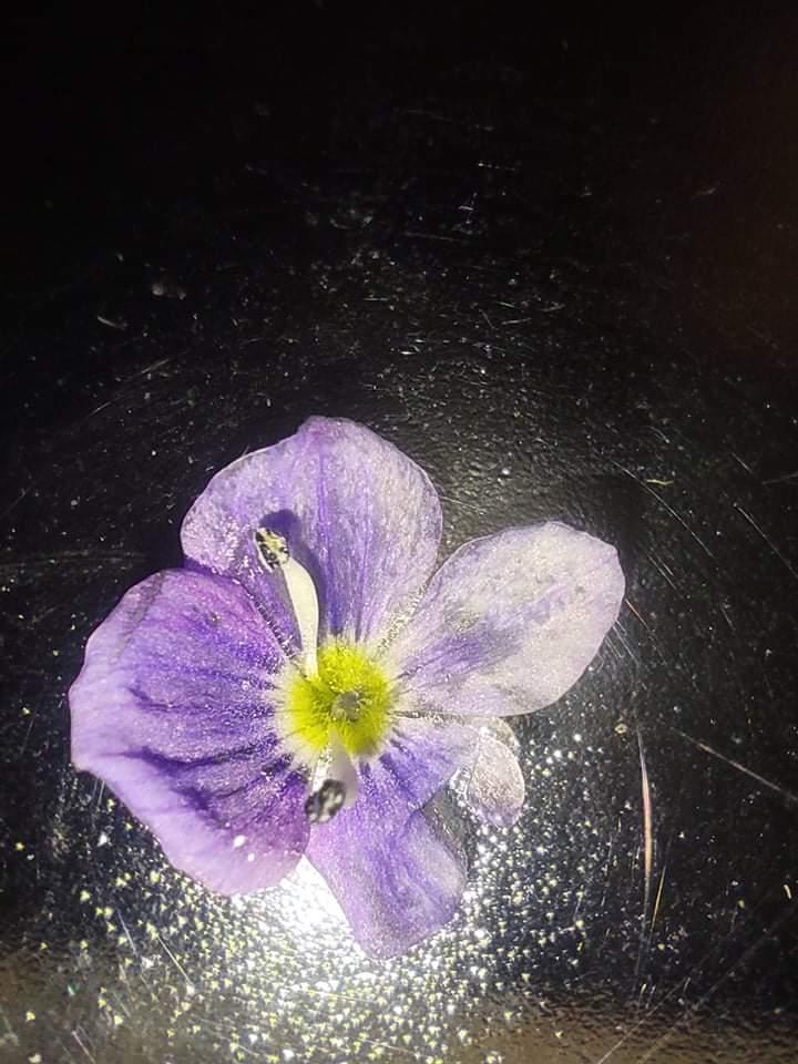 Domácí mikroskop - badatelský kroužek - 10