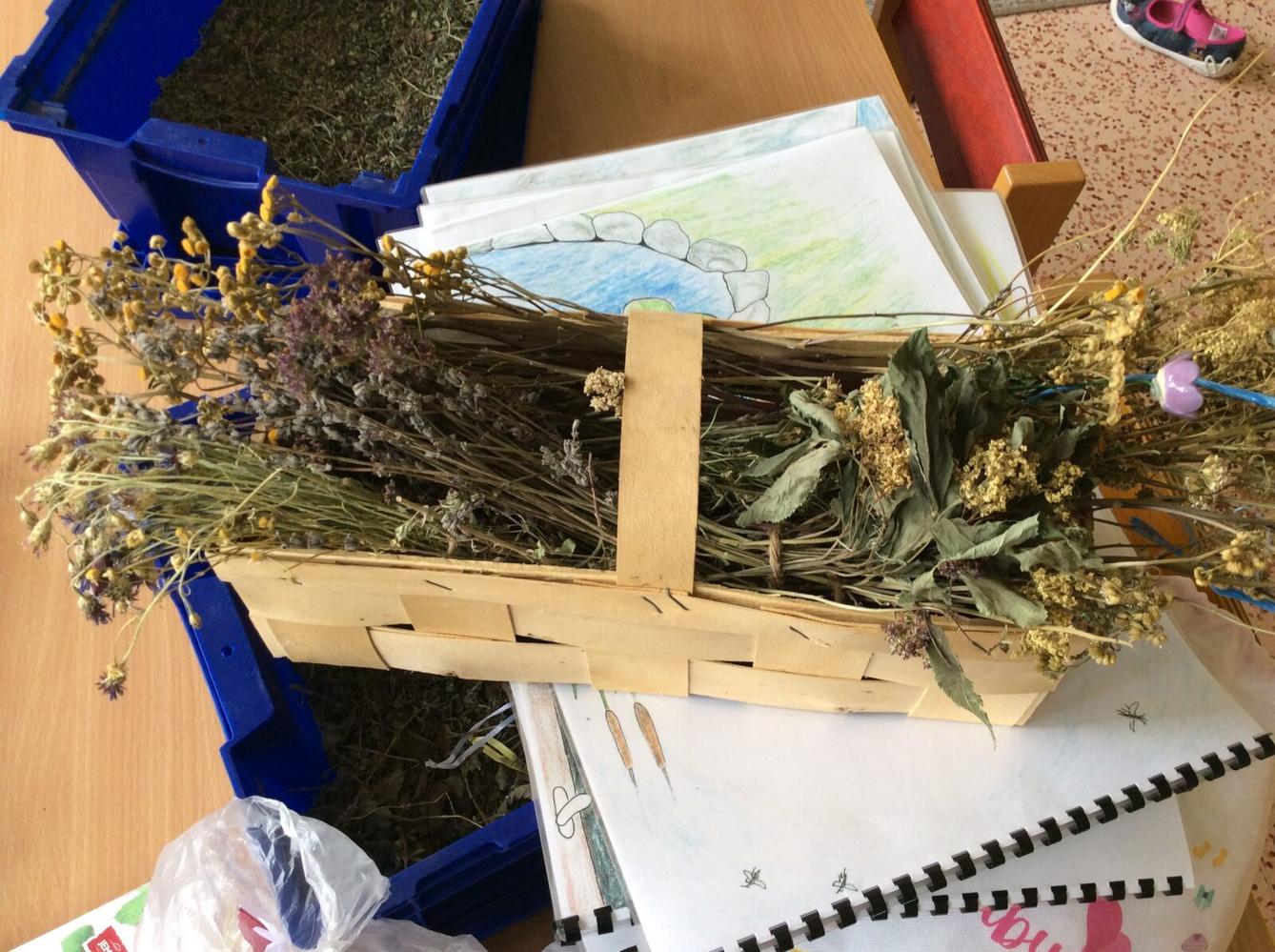 Čarovné bylinky ve družince - 14