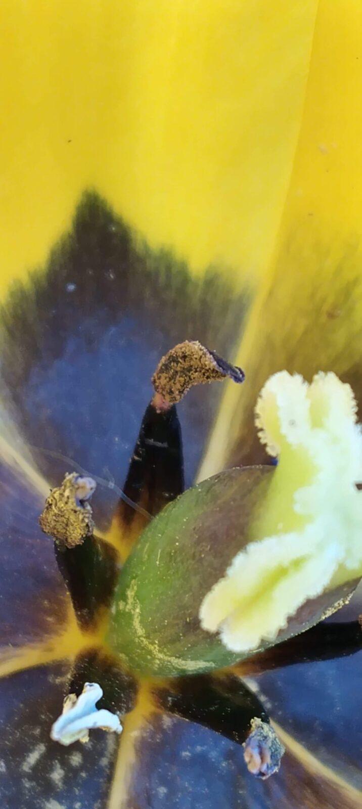 Domácí mikroskop - badatelský kroužek - 11