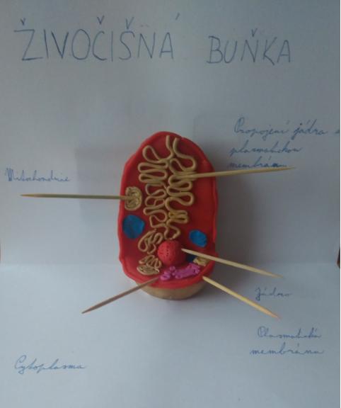 Ukázka buněk našich šesťáků - 2