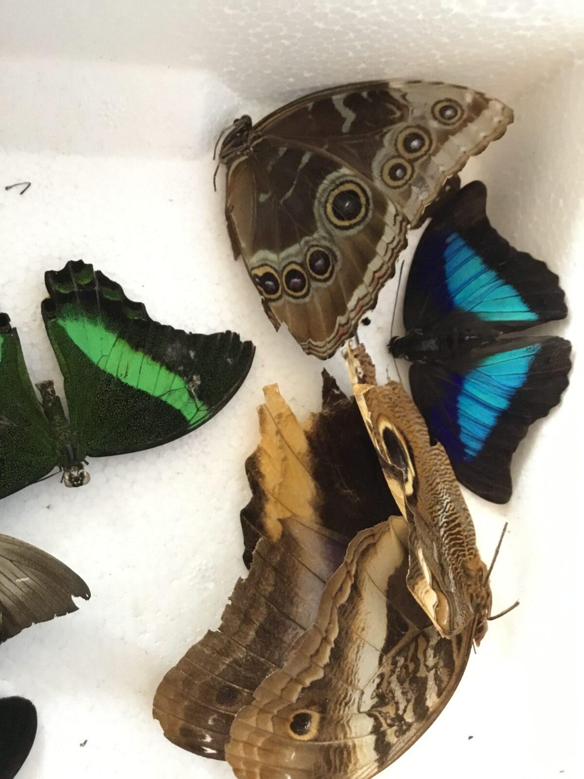 PROJEKTOVÝ DEN: ,,MOTÝLCI" - 30