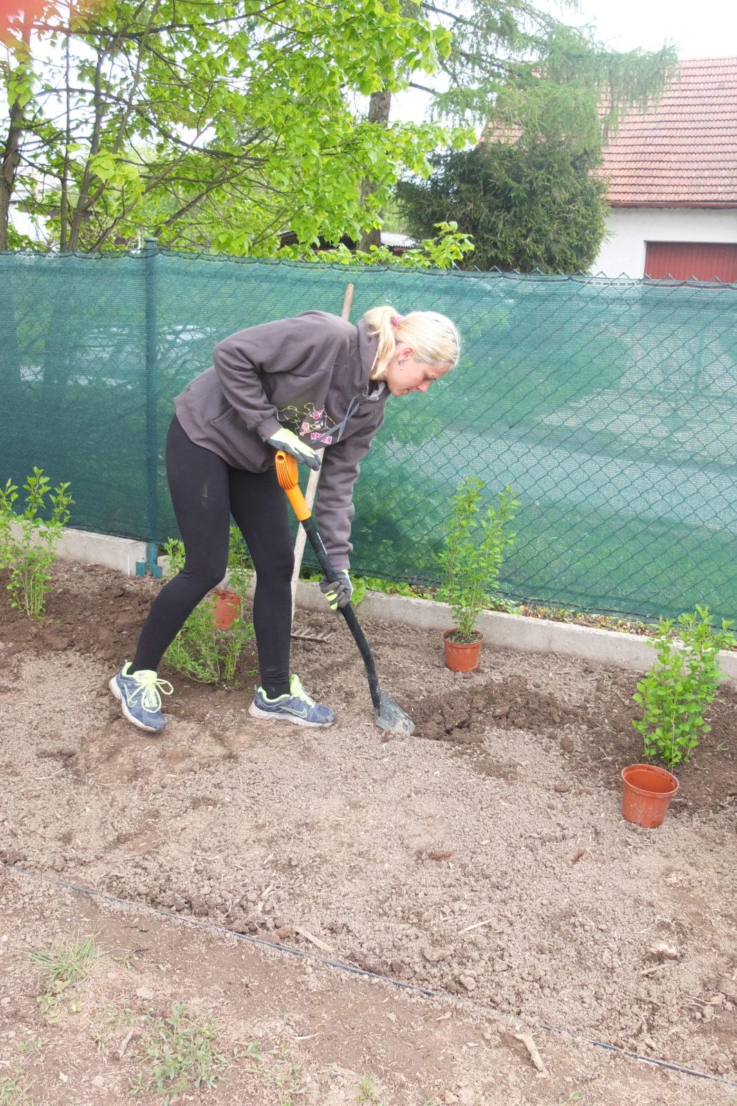 Sázení keříků s rodiči - 24