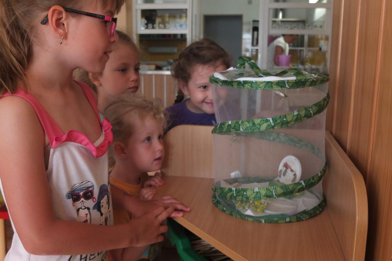 Kouzlo-přeměna housenek v kukly a vypouštění motýlků - 2