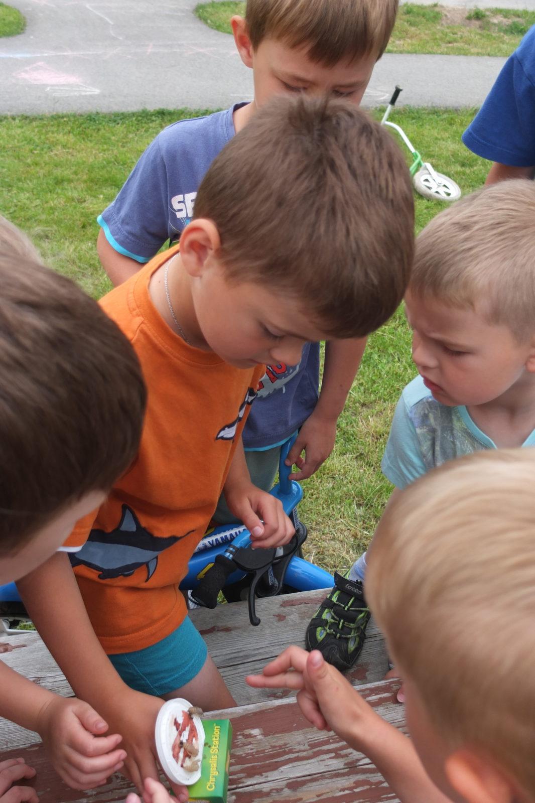 Kouzlo-přeměna housenek v kukly a vypouštění motýlků - 19