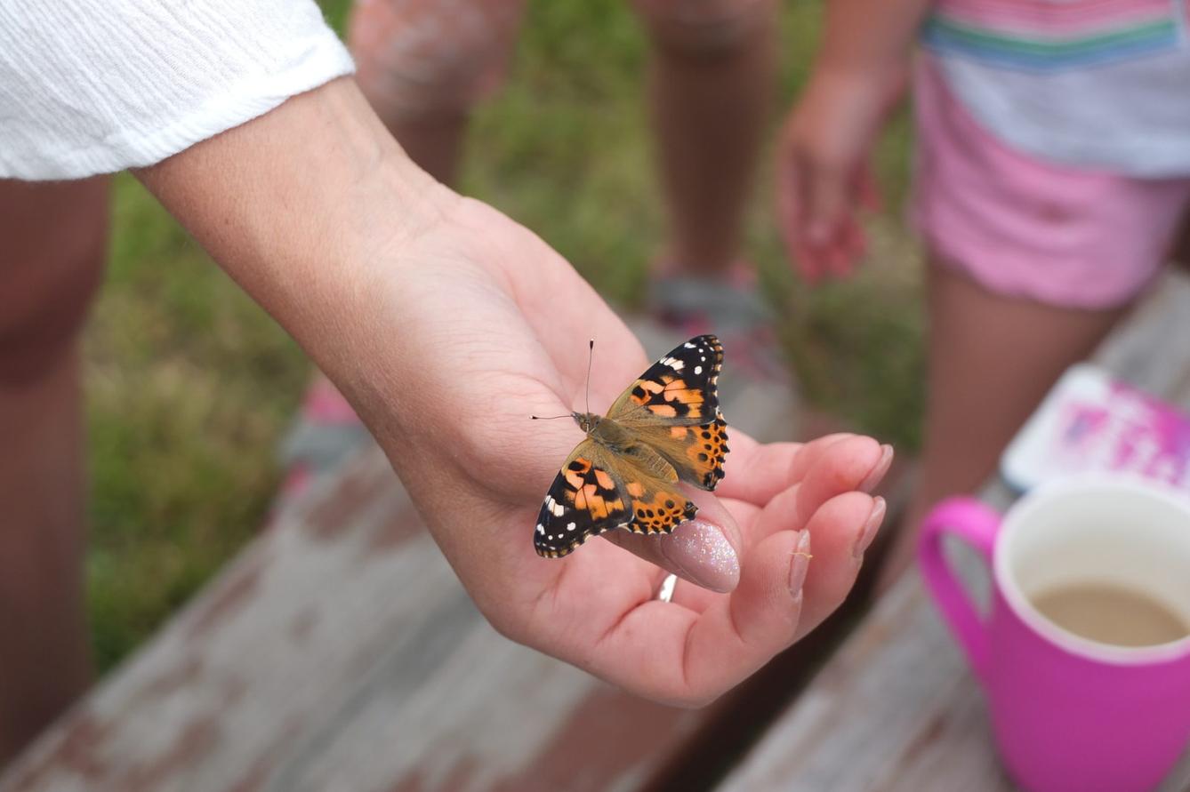 Kouzlo-přeměna housenek v kukly a vypouštění motýlků - 23