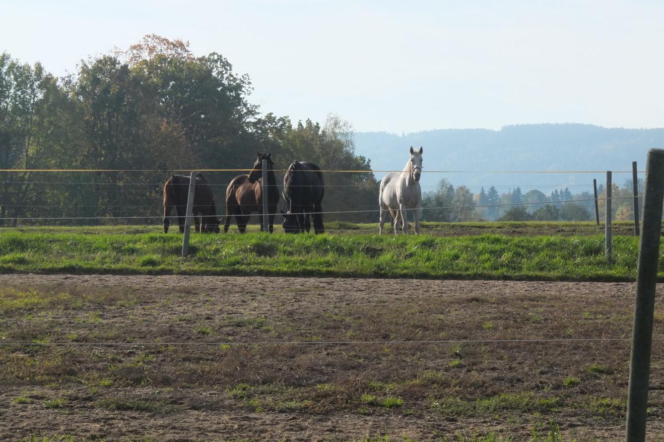 Návštěva kaštanky - 59