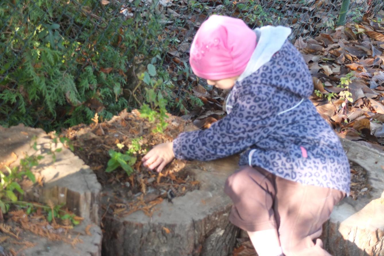 Sázíme bylinky na zahradě - 12