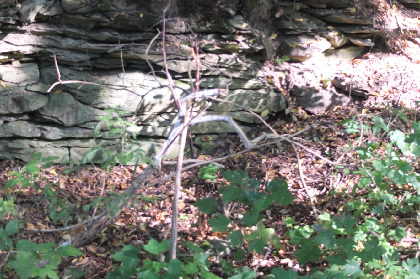 Kaštanka - HLEDÁNÍ ČLOVÍČKŮ - 26