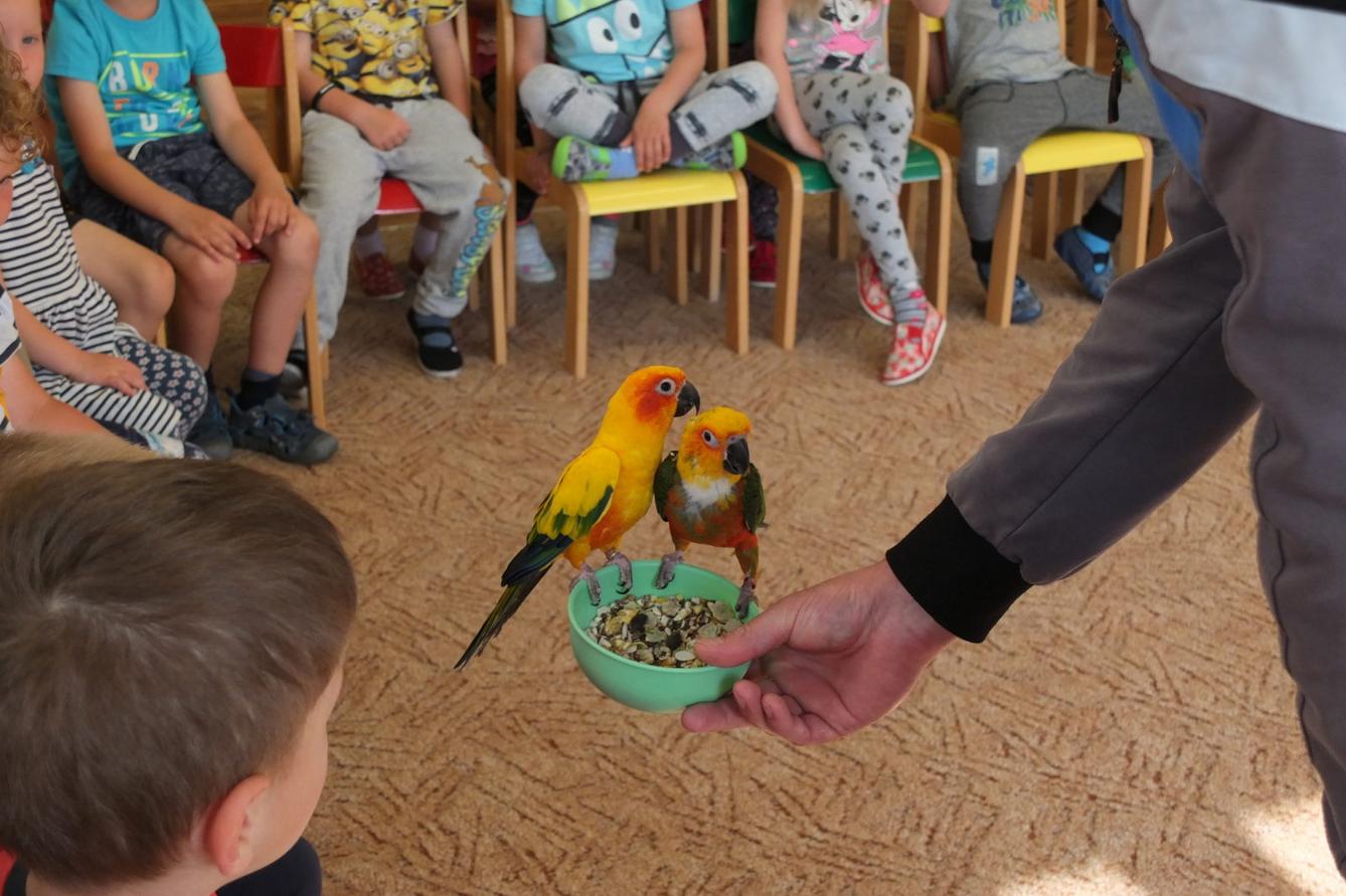 Papoušci aneb létající barevné poklady - 6