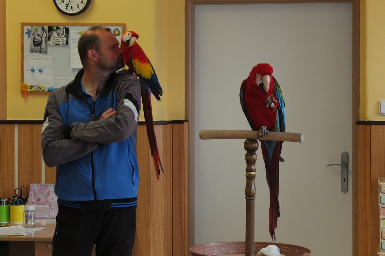 Papoušci aneb létající barevné poklady - 10