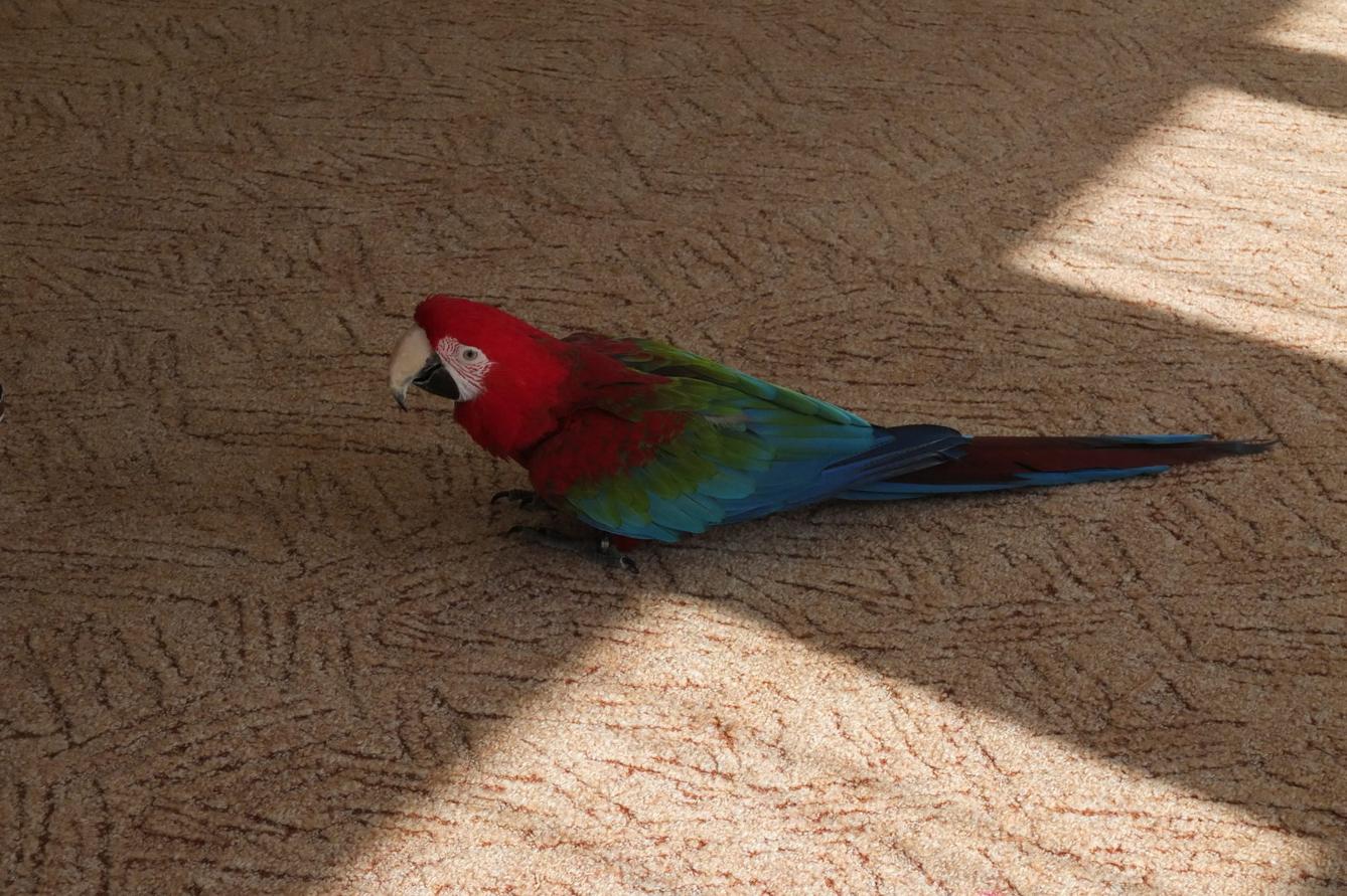 Papoušci aneb létající barevné poklady - 14