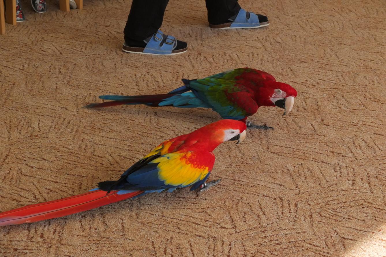 Papoušci aneb létající barevné poklady - 15