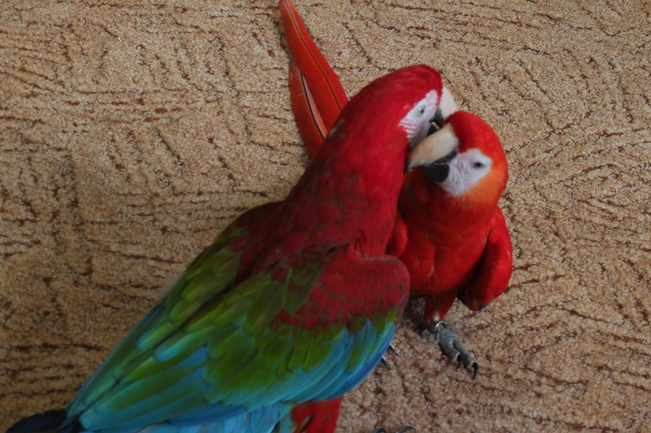 Papoušci aneb létající barevné poklady - 16