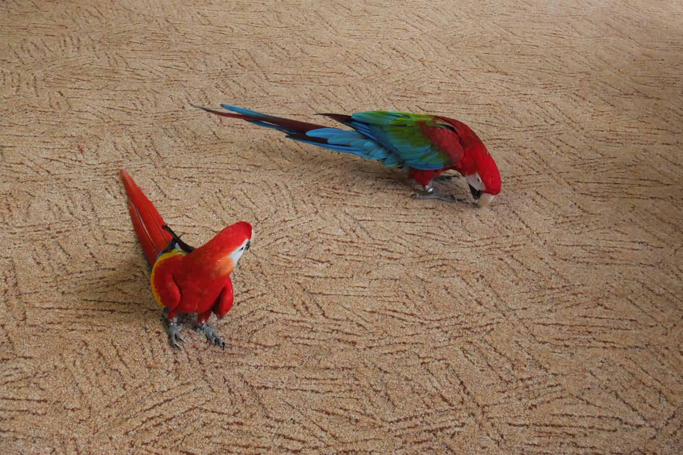 Papoušci aneb létající barevné poklady - 17