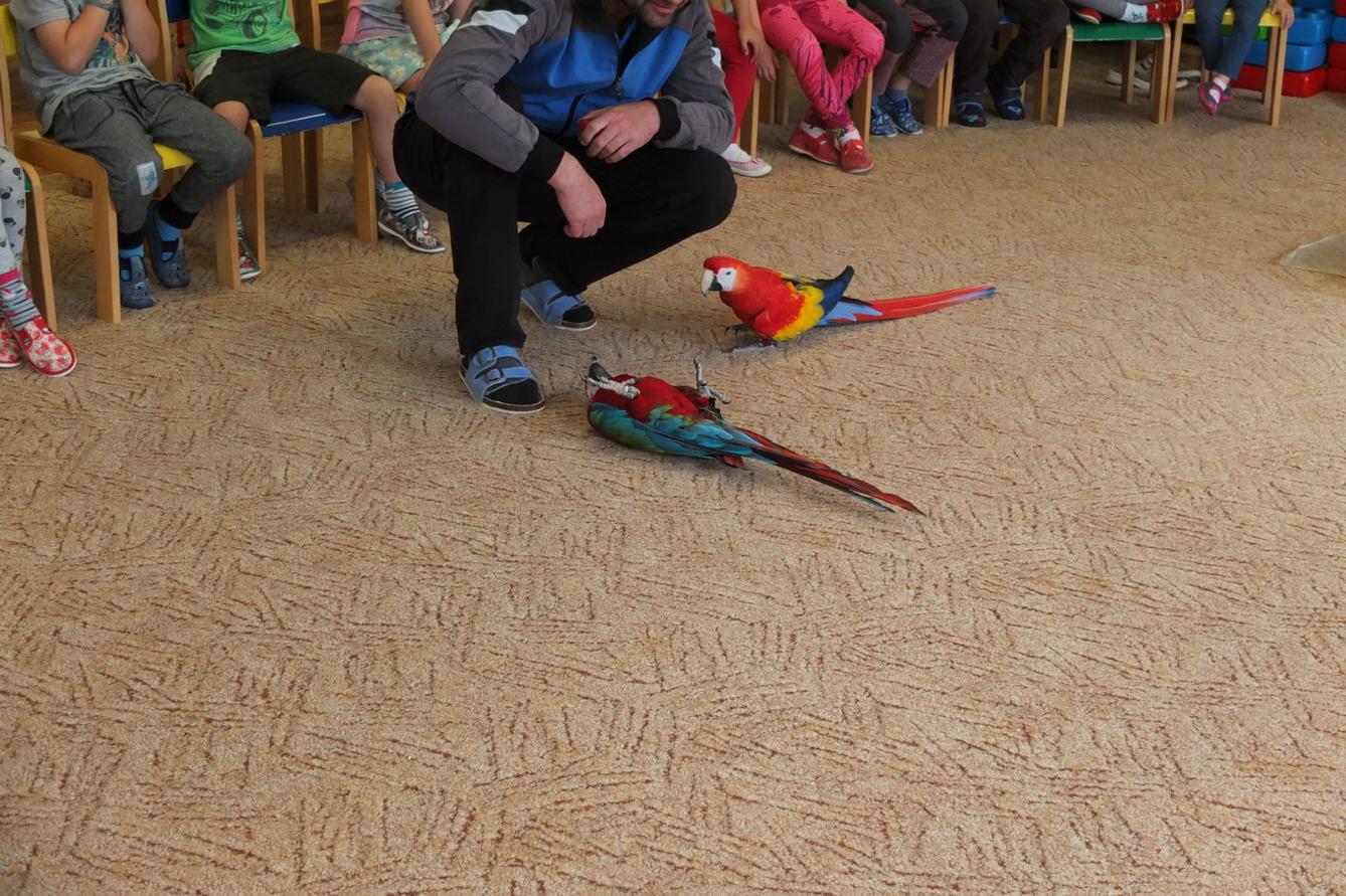 Papoušci aneb létající barevné poklady - 18