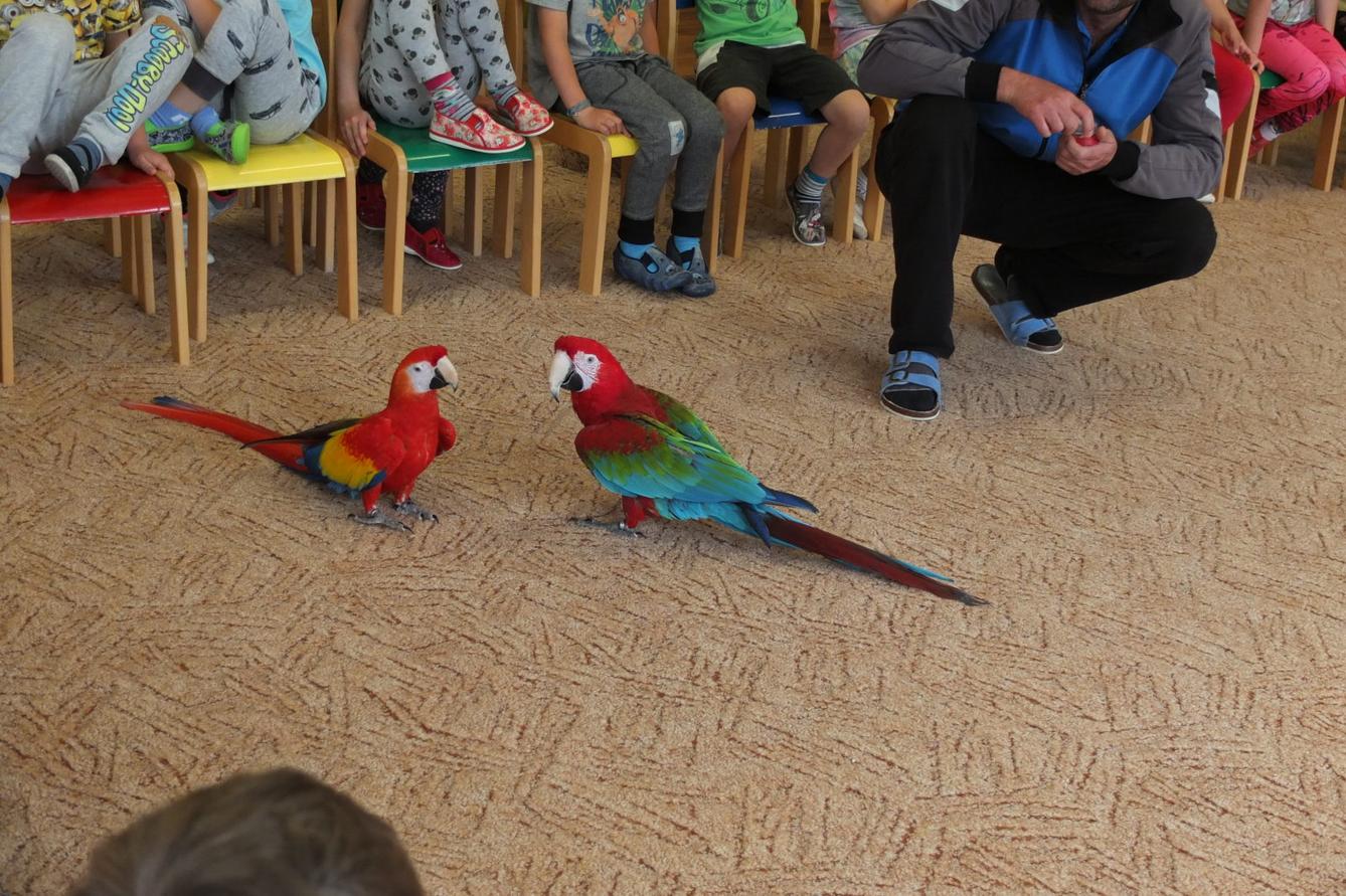 Papoušci aneb létající barevné poklady - 19