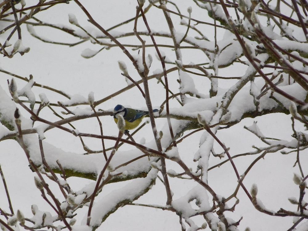 Nejkrásnějších 20 snímků z "Ptačí hodinky" - 6