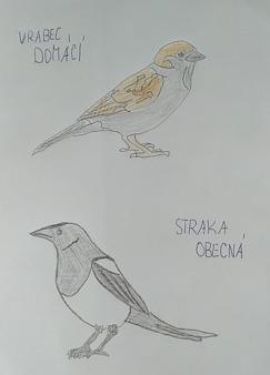 Činnosti u třeťáčků 6. 6. - 26