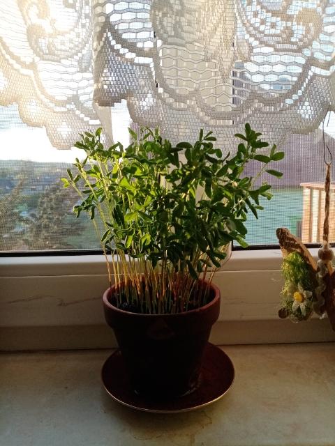 Výstupy druháčků z domácího učení 29. 4. - 1