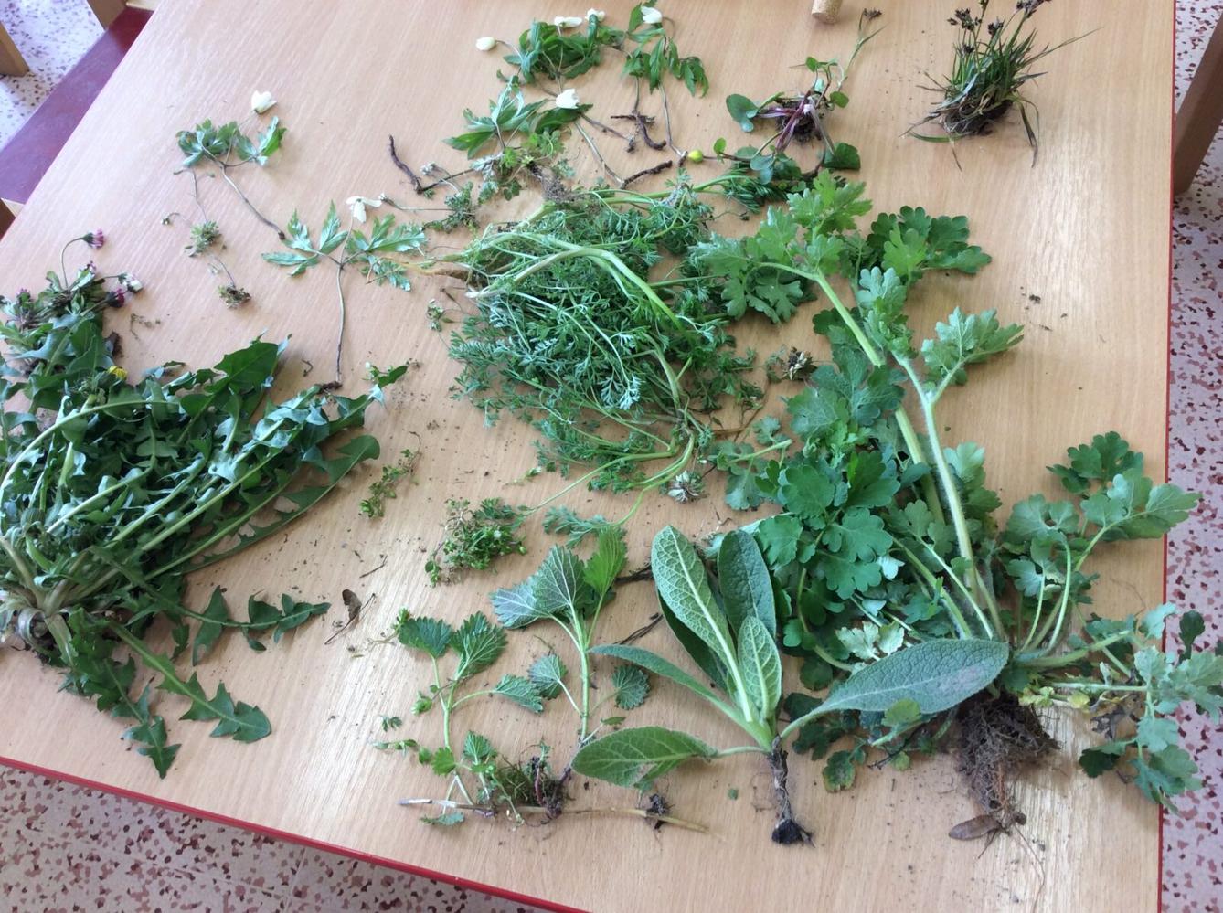 Čarovné bylinky ve družince - 24