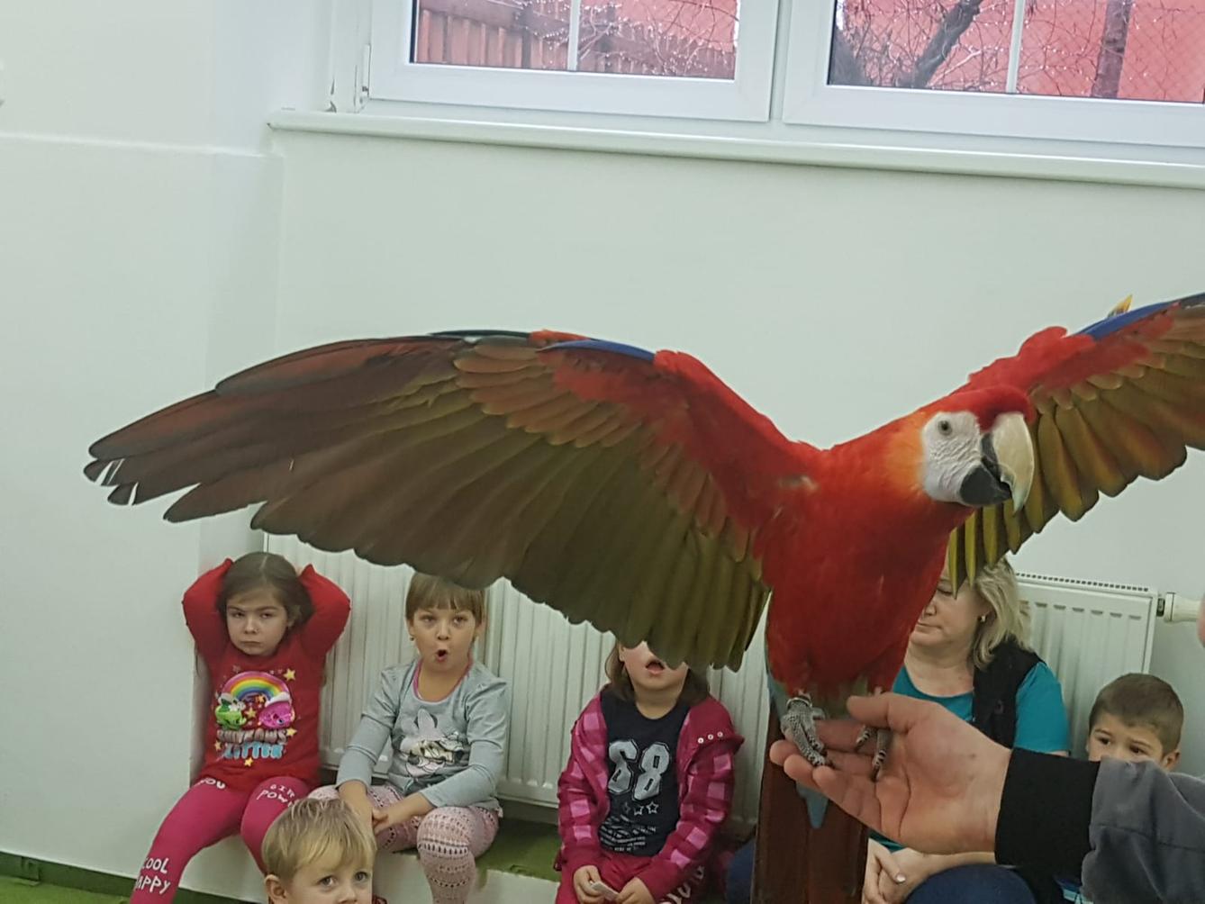Papoušci v MŠ - 4