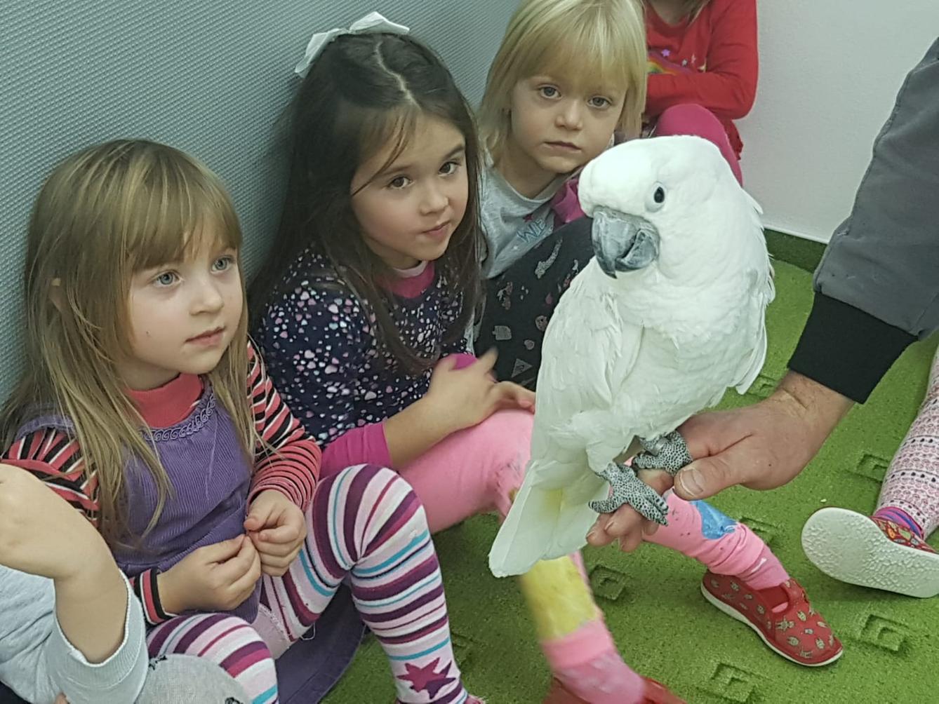 Papoušci v MŠ - 9