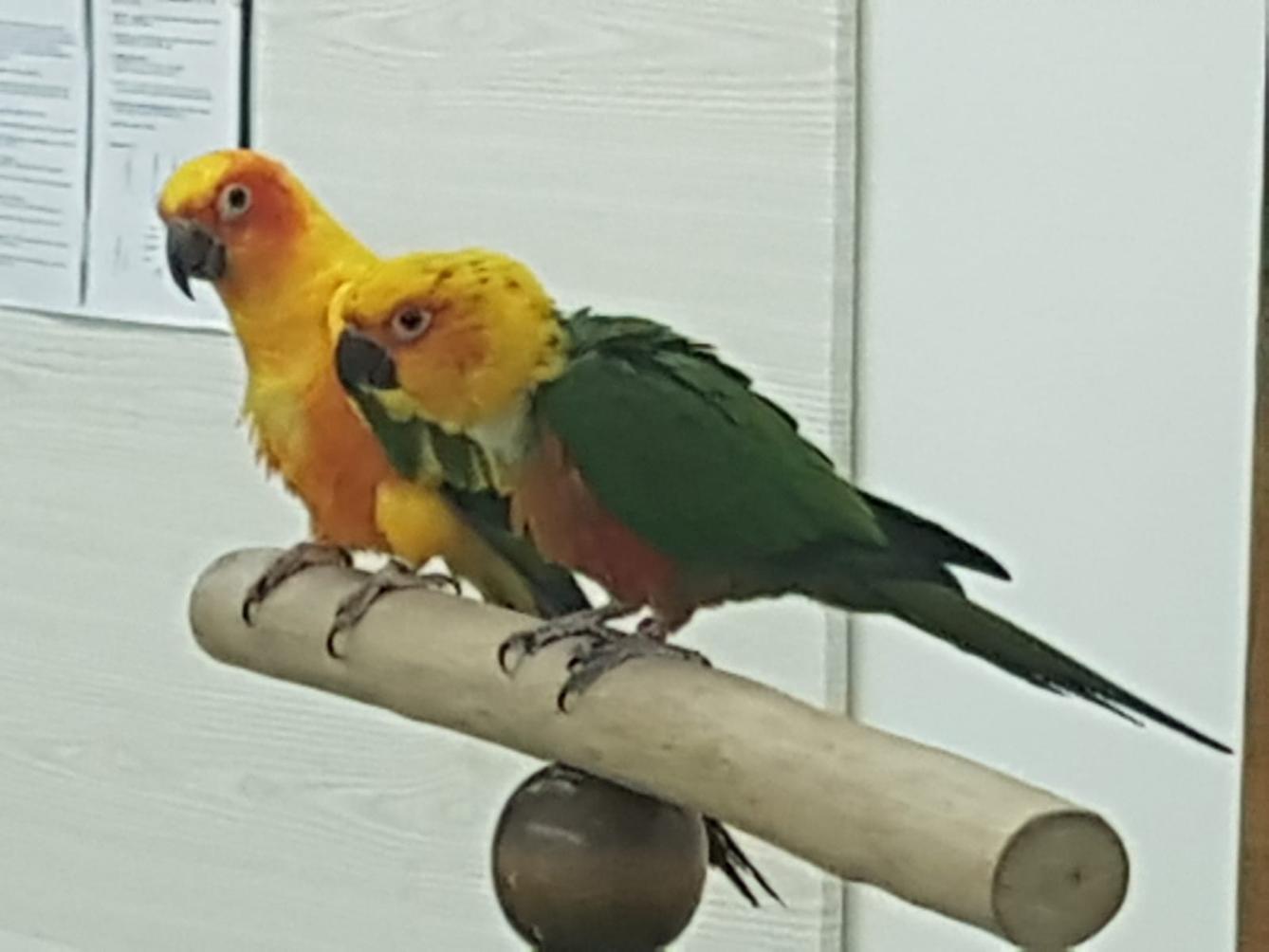 Papoušci v MŠ - 12