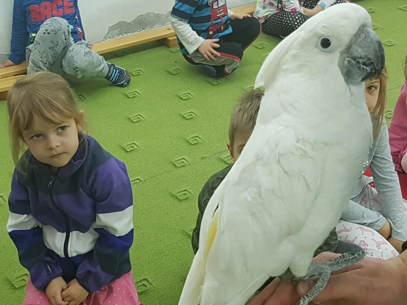 Papoušci v MŠ - 16