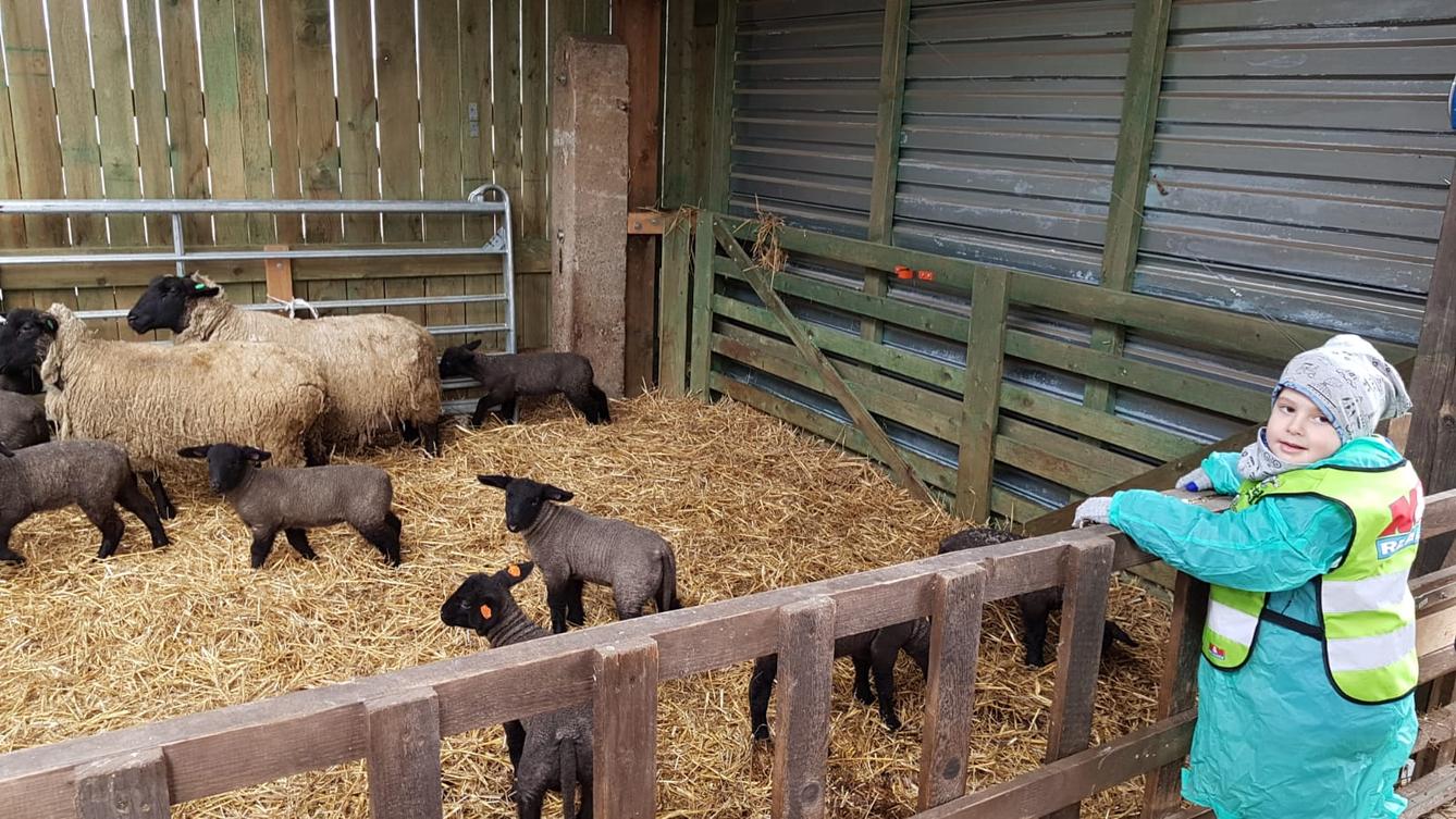 Máme rádi zvířata I.: ovečky - 1