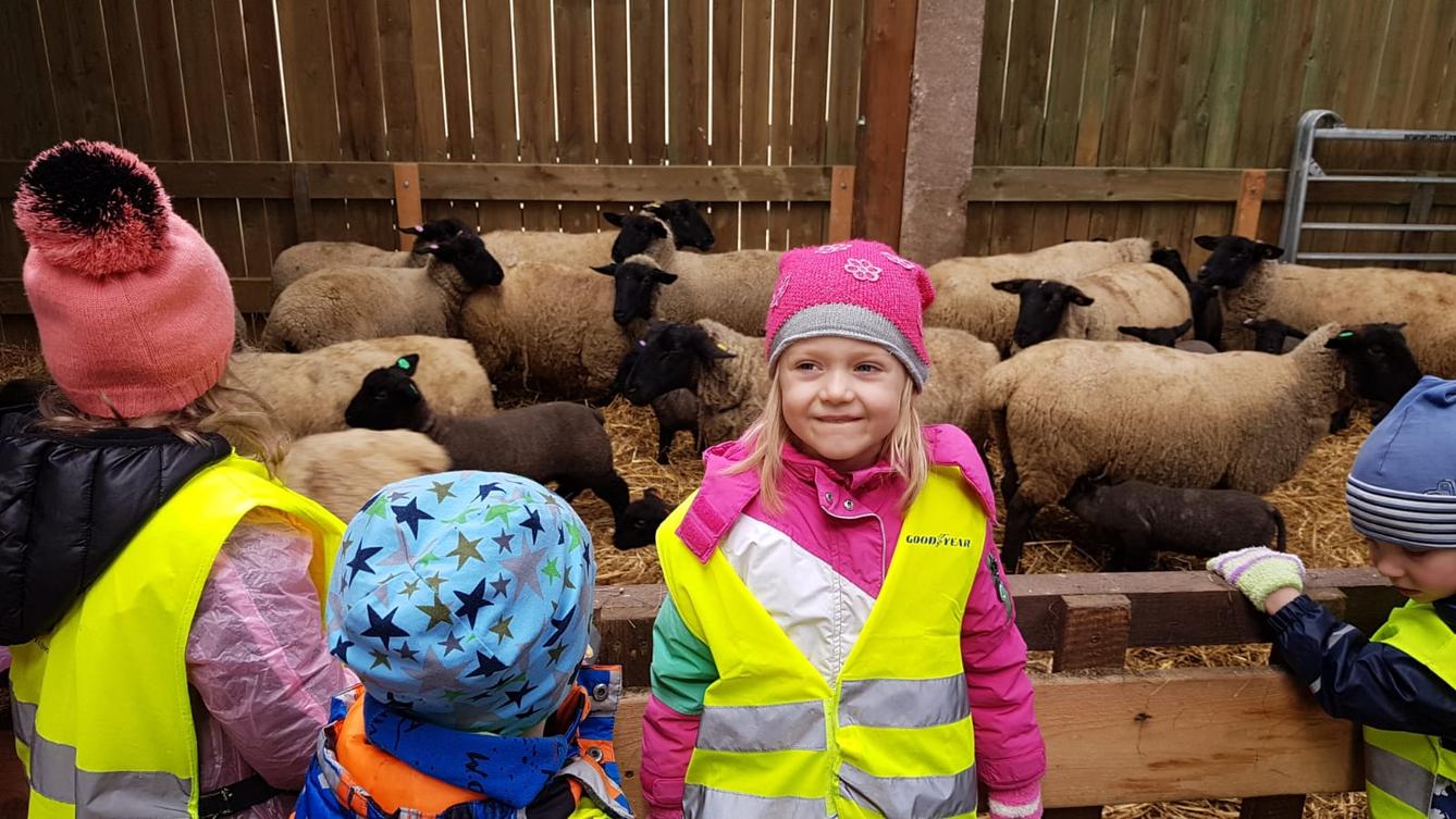 Máme rádi zvířata I.: ovečky - 2